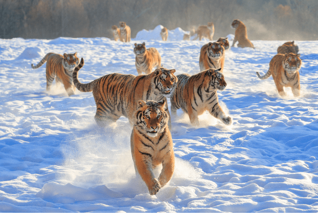 96ee9b21554943aeaf6479dbff4e4672.png 96ee9b21554943aeaf6479dbff4e4672.png